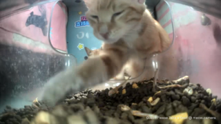 Mama Ginger