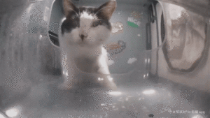 Smart cat feeds himself.gif