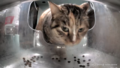 Thumbnail for version as of 18:04, 29 January 2025