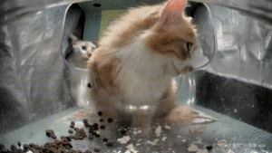 Meow.camera 4258783365322591678 1716467050502-ezgif.com-video-cutter.gif