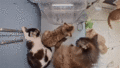 Ms. Floofy giving the Torbie a relatively gentle bonk on the head. (GIF)