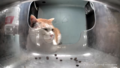 Thumbnail for version as of 22:21, 29 January 2025