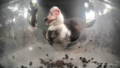 Muscovy duck at the feeder