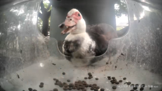 A muscovy duck at the feeder