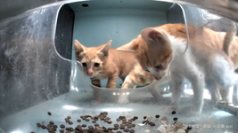 Two of Bob's kittens (Boblets)
