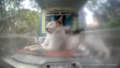 I wish I were a cat, no stress, just meow meow
