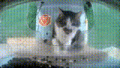 Ms. Stubbs putting her food on the floor before eating it. (GIF)