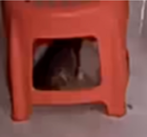 Ms Play under stool.png