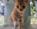 Mr. Trumpet looks upon the feeder bowl