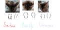 Differences between head markings of the 3 tabby siblings.