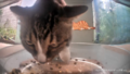 Mr. Citrine eating with one paw in the feeder.