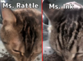 A comparison of Ms. Rattle and Ms. Ink to tell them apart easier