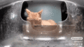 A sleepy Other Orange Cat wakes up for kibble (GIF)