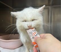 Snow Miser recieves a snack at the vet