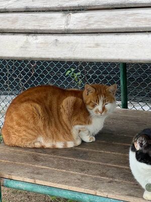 Fattoadloaf.jpg