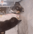 GIF of Mrs Night being attacked by one of her kittens