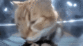 Mr. Snoob Mewmaxing 4 (click to see gif)
