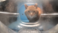 Thumbnail for version as of 19:27, 6 April 2025