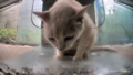 Cousin chill looking at the food stuck under the feeder.