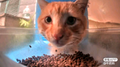 Thumbnail for version as of 19:27, 6 April 2025