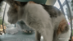 Ms Weed blep gif.gif