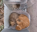 Mr. Cuddles and Ms. Coma play fighting (GIF)